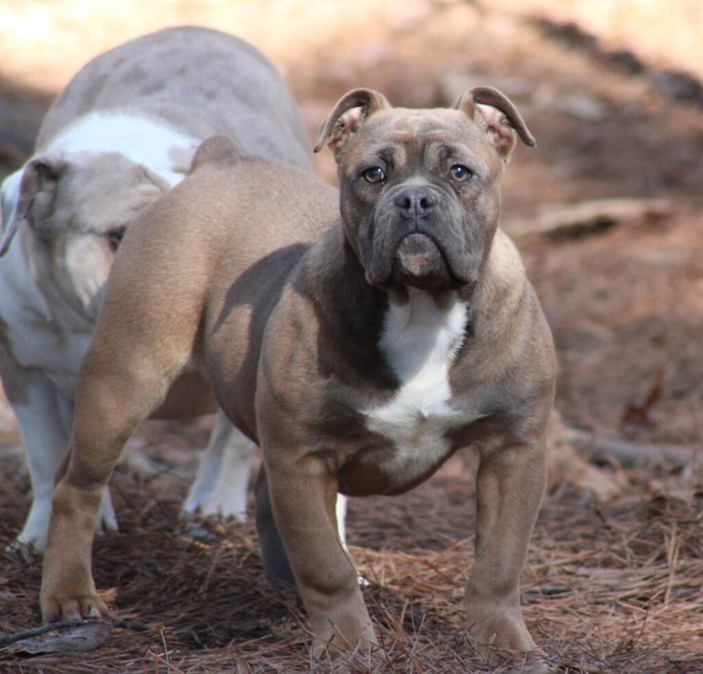 an adult olde english bulldogge