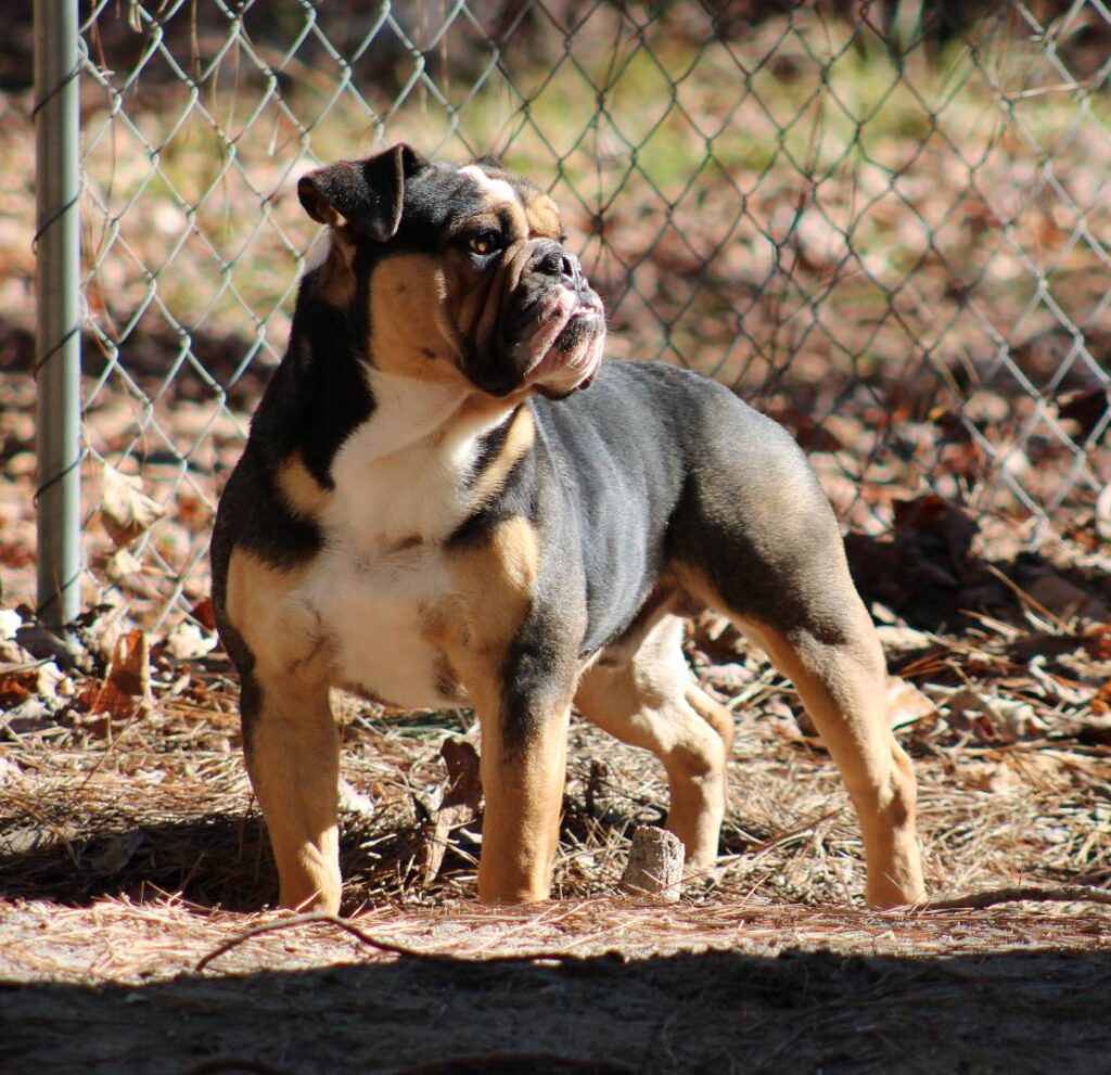 male olde english bulldogge, tan and black, standing in the sun